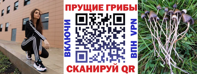 Галлюциногенные грибы GOLDEN TEACHER  даркнет сайт  Бердск 